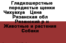 Гладкошерстные породистые щенки Чихуахуа › Цена ­ 17 000 - Рязанская обл., Рязанский р-н Животные и растения » Собаки   